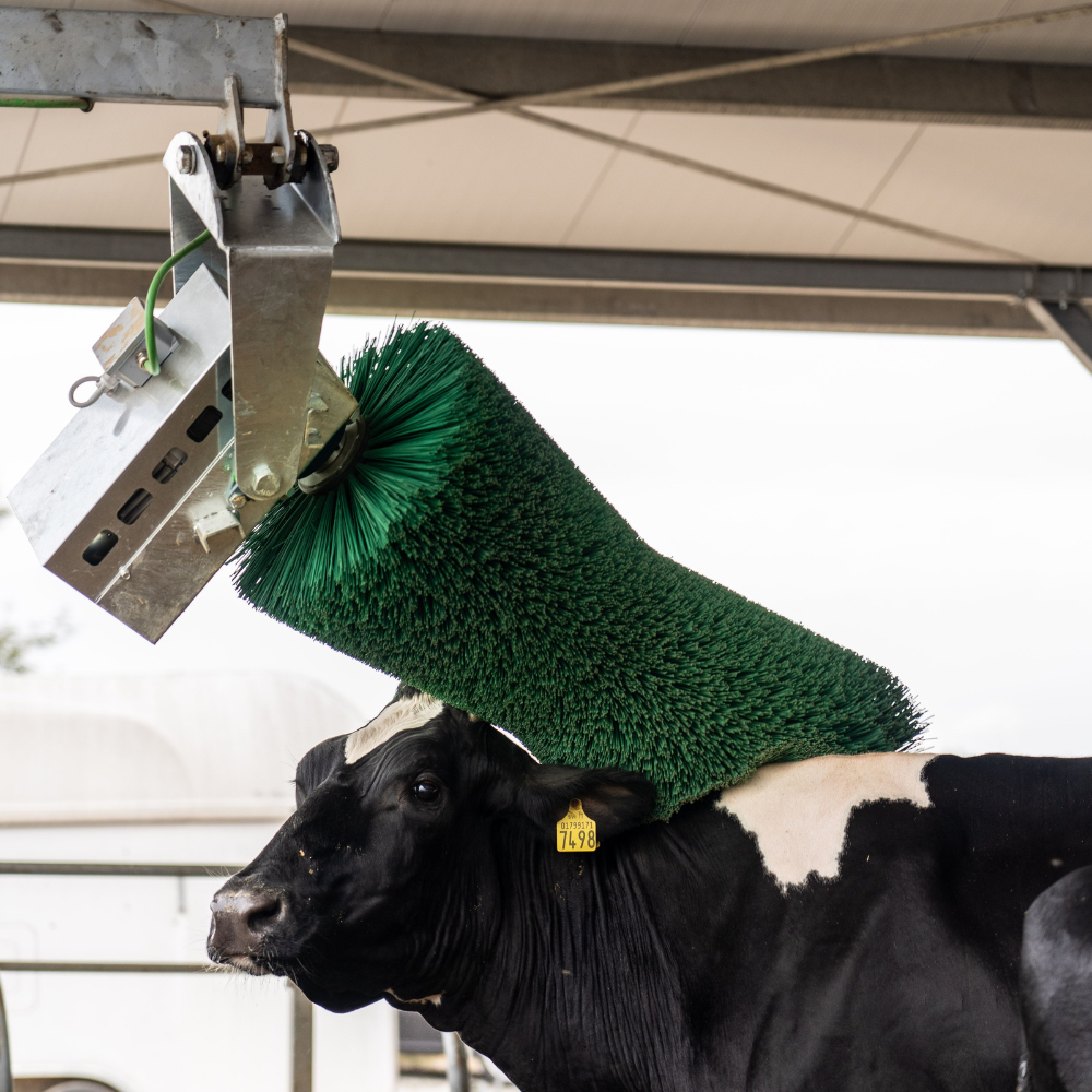 Komforta birste Pendulum